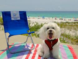 Shore Dreams Vacation Rentals Pet Adventures Spokes Dog Jazz